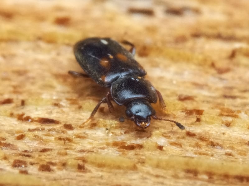 Carpophilus sexpustulatus (Fabricius, 1791)